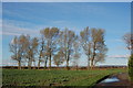 Trees off Melon Lane, Romney Marsh