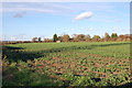 Crop Field near Hill