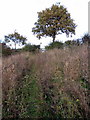 Footpath to Hill Farm