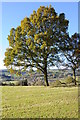 Trees above Longhope