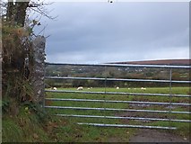 SX5178 : Gate, sheep and the Tavy valley by David Smith