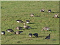 White-fronted Geese