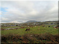 Across the fields towards Cwm Ystumgwern