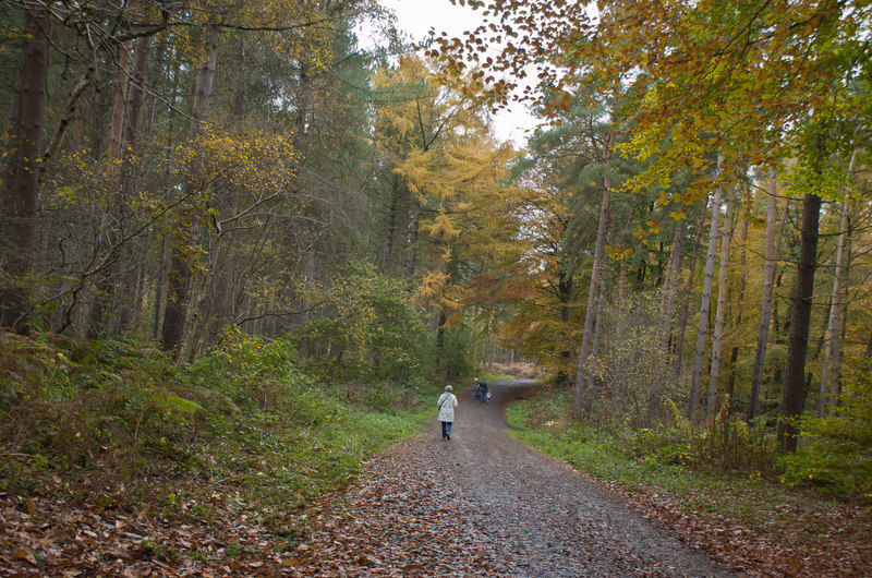 A Trail In Delamere Forest © Ian Greig :: Geograph Britain And Ireland