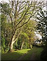 Footpath by Hayne Brook