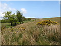 Farrmland/Moorland boundary on the northern edge of the Divis estate