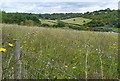 Meadow near Riding Farm