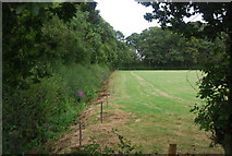 TQ7447 : Hedge and ditch near Chain Dene Farm by N Chadwick