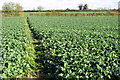 Footpath across the field