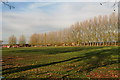 Football pitches and an impressive line of poplars