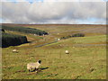 The upper Killhope valley around Snodberry