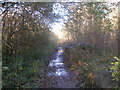 Very muddy track on the south side of the River Don