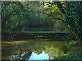 Pond, Westfield Common