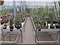 TQ1877 : Cacti in Kew Gardens Tropical Nursery by David Hawgood
