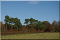 Field & woodland by the B713 east of Catrine