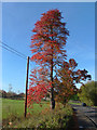 Acer rubrum, Clay Lane