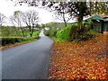 Fallen leaves, Altamuskin Road