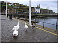 Whitehaven Dock