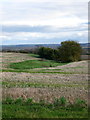 Stand of trees in a hollow in the field