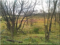 H5475 : Woodland, Streefe Glebe by Kenneth  Allen