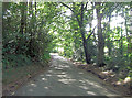 Unnamed lane in woodland south of Cherry Cottage