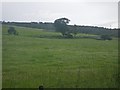 Sparsely treed savanna on the Laighwood estate