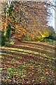 Autumn leaves beside A338 Downton Road