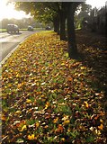 SX9266 : Leaves on the verge, St Marychurch by Derek Harper