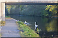 Swans upright and upside down on the Bridgewater canal