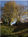 Trees at Williams Field, Torquay