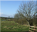 Farmland and hedgerow, Murton Moor farm