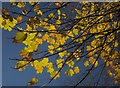 Sycamore leaves, Williams Field