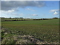 NZ3952 : Farmland off Burdon Lane by JThomas