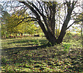 Woodland pasture at Fir Hill, Keswick