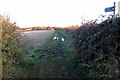 Bridleway toward Clifton Spinney