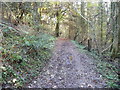 Track in forestry plantation