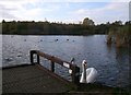 Wildlife in Kennington Park Lake