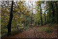 SJ9681 : Path in Knightslow Wood by Graham Hogg