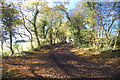 Bridleway near The Grange, Downham