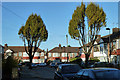 Trees at north end of Oakfield Gardens