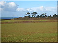 Fields at Cornhill Farm