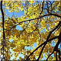 Norway Maple; November gold, 3