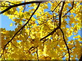 Norway Maple; November gold, 5