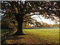 Oak tree at side of footpath to Tyler