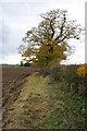 Oak tree in hedge beside ploughed field