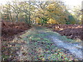TQ4033 : Heathland track approaching Priory Road by Dave Spicer