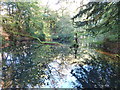 Stagnant and overgrown pool by Priory Road