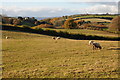 Farmland and Upper Berthlwyd