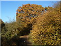 Autumn on Wimbledon Common