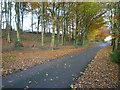 Beech woodland and lane to North Barn Farm